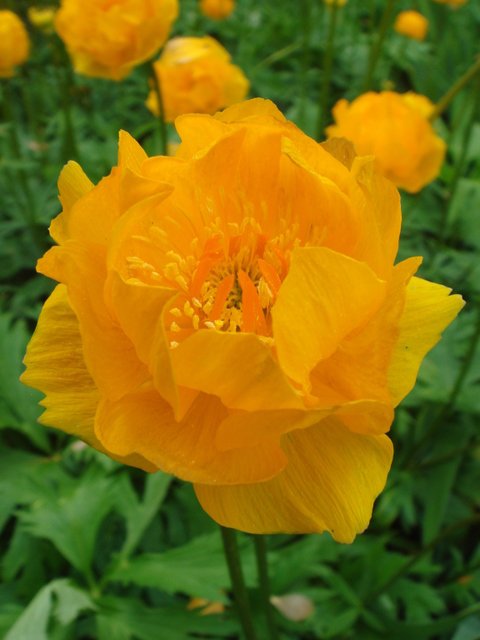 Trollius chinensis fleur